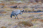 crane
