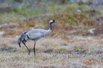 crane