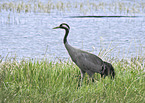 crane