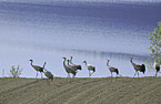 cranes