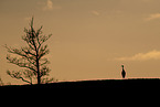 crane