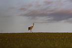 crane