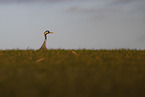 crane
