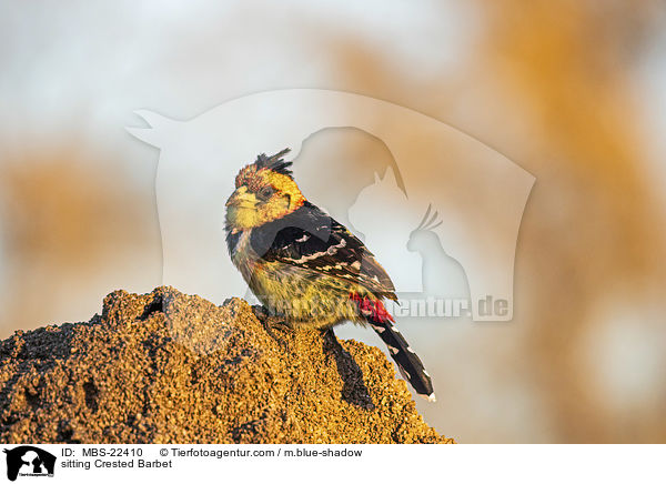 sitzender Schwarzrcken-Bartvogel / sitting Crested Barbet / MBS-22410