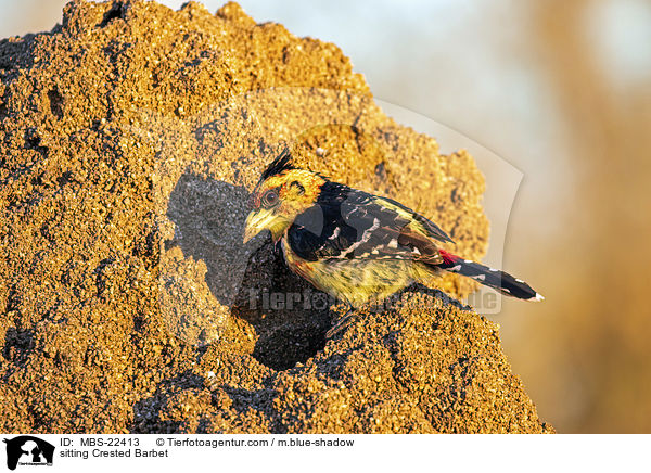 sitting Crested Barbet / MBS-22413