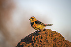 sitting Crested Barbet