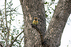 sitting Crested Barbet