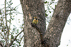 sitting Crested Barbet