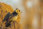 sitting Crested Barbet