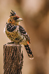 crested barbet