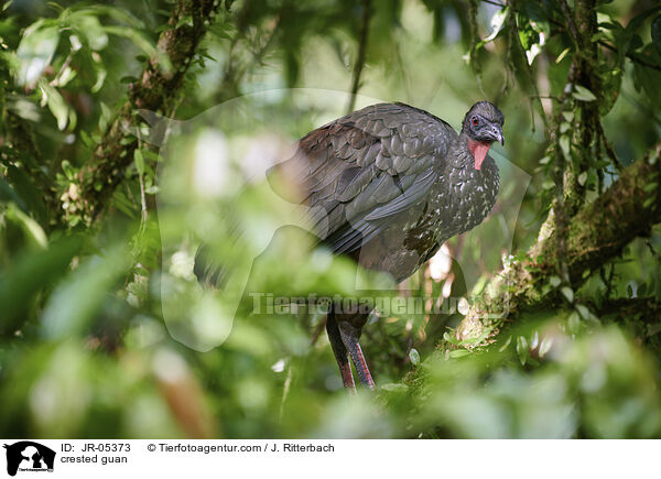 crested guan / JR-05373