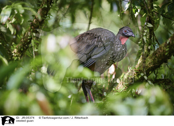crested guan / JR-05374