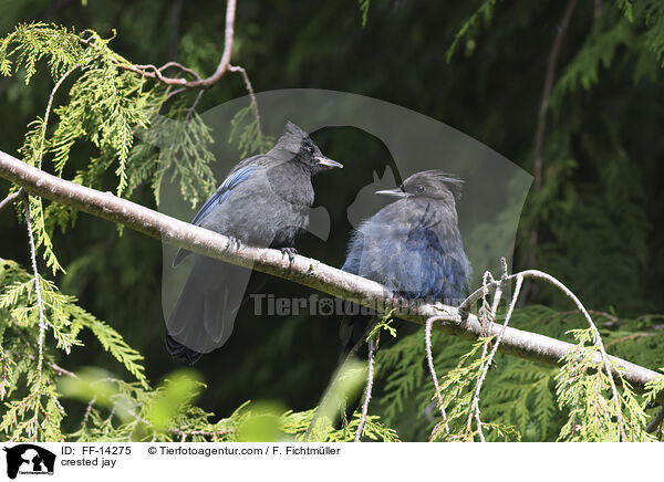 Schopfhher / crested jay / FF-14275