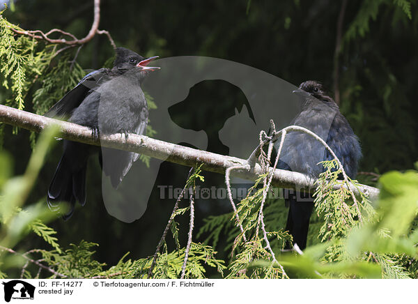 Schopfhher / crested jay / FF-14277