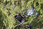 crested jay