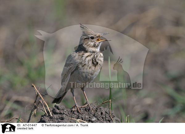 crested lark / AT-01447