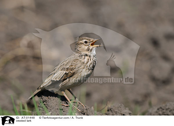 crested lark / AT-01448