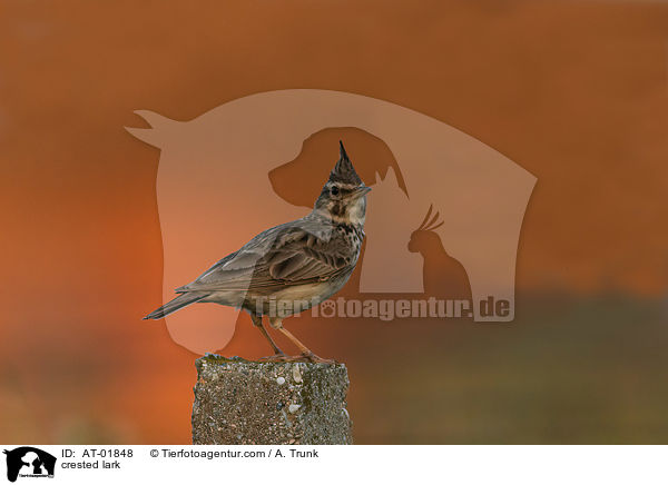 crested lark / AT-01848