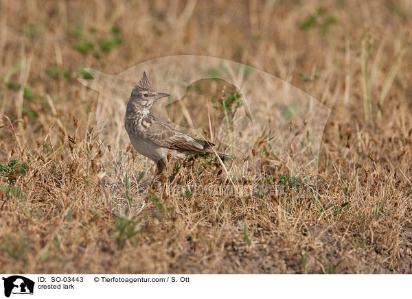 crested lark / SO-03443