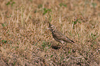 crested lark