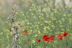 crested lark