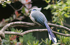 crested Madagascar coucal