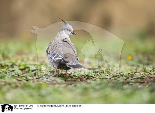 Spitzschopftaube / Crested pigeon / DMS-11995