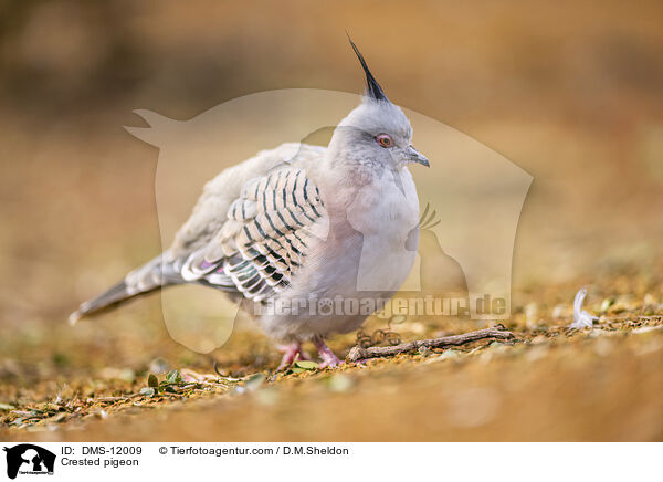 Spitzschopftaube / Crested pigeon / DMS-12009
