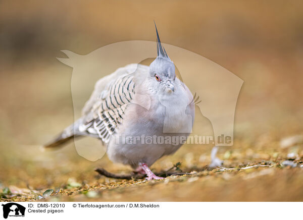 Spitzschopftaube / Crested pigeon / DMS-12010