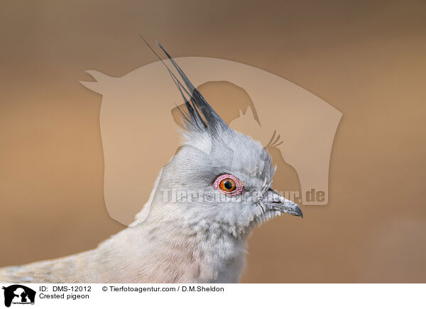 Spitzschopftaube / Crested pigeon / DMS-12012