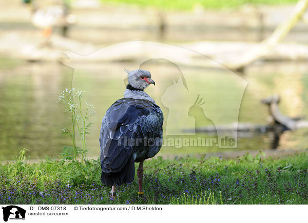 Halsband-Wehrvogel / crested screamer / DMS-07318