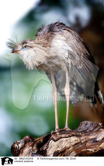 Rotfuseriema / crested seriema / MAZ-05209