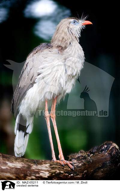 Rotfuseriema / crested seriema / MAZ-05211