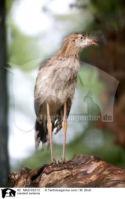 crested seriema / MAZ-05213