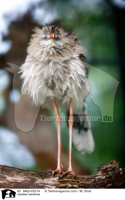 Rotfuseriema / crested seriema / MAZ-05214