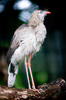 crested seriema