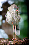 crested seriema