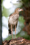 crested seriema