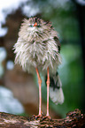 crested seriema