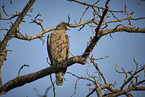 crested serpent eagle