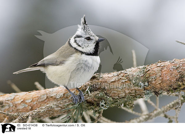 crested tit / SO-01438