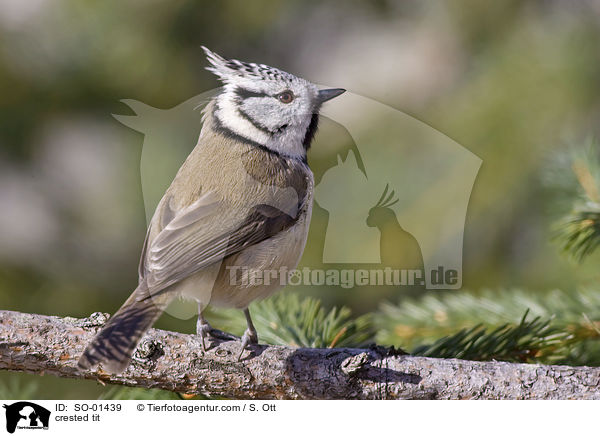 Haubenmeise / crested tit / SO-01439