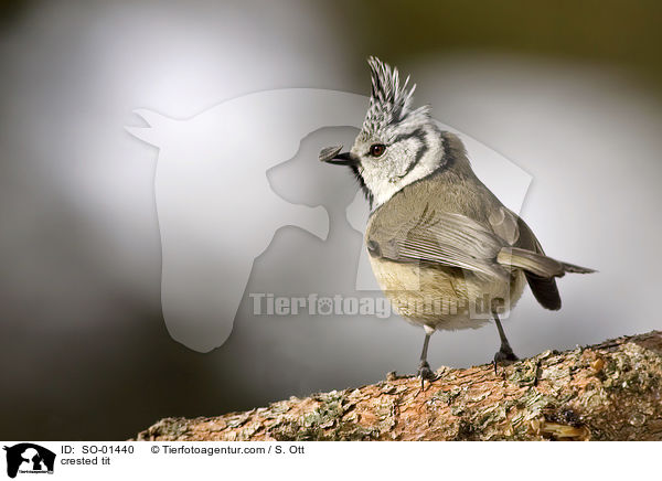 crested tit / SO-01440