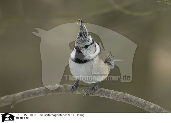 crested tit / THA-01993