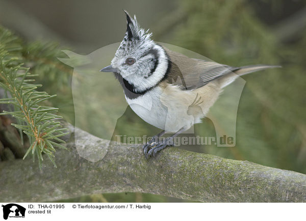 crested tit / THA-01995