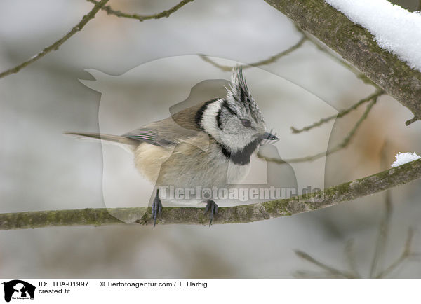 crested tit / THA-01997
