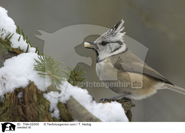crested tit / THA-02000