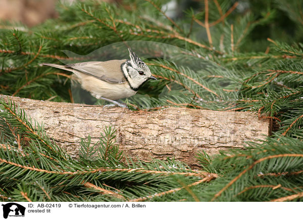 crested tit / AB-02419