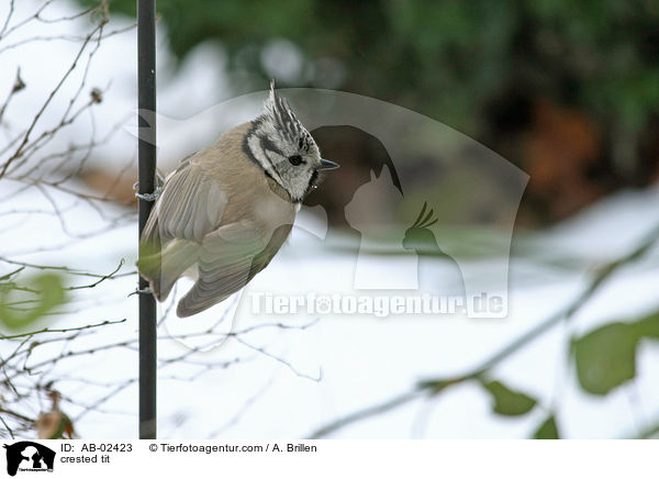 crested tit / AB-02423