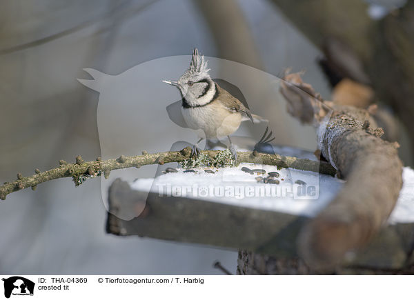 crested tit / THA-04369
